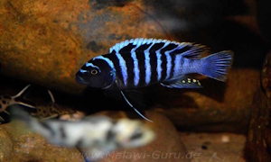 Cynotilapia zebroides 'Charo'